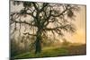 Wild Oak and Muted Sun Mount Diablo Northern California-Vincent James-Mounted Photographic Print