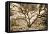 Wild Oak, Oakland Hills California-Vincent James-Framed Stretched Canvas