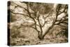 Wild Oak, Oakland Hills California-Vincent James-Stretched Canvas