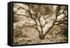 Wild Oak, Oakland Hills California-Vincent James-Framed Stretched Canvas