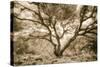 Wild Oak, Oakland Hills California-Vincent James-Stretched Canvas