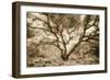 Wild Oak, Oakland Hills California-Vincent James-Framed Photographic Print