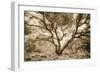 Wild Oak, Oakland Hills California-Vincent James-Framed Photographic Print