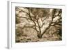 Wild Oak, Oakland Hills California-Vincent James-Framed Photographic Print