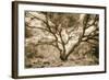 Wild Oak, Oakland Hills California-Vincent James-Framed Photographic Print