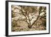 Wild Oak, Oakland Hills California-Vincent James-Framed Photographic Print