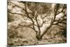 Wild Oak, Oakland Hills California-Vincent James-Mounted Photographic Print