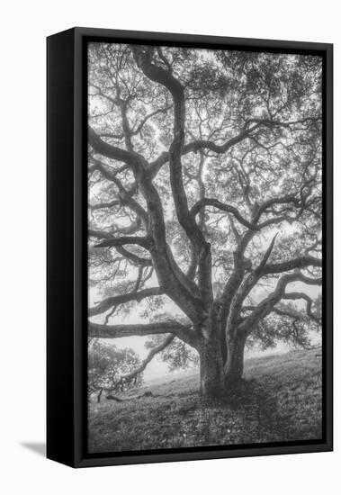 Wild Oak Tree in Black and White Portait, Petaluma, California-null-Framed Stretched Canvas