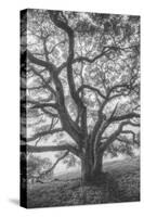 Wild Oak Tree in Black and White Portait, Petaluma, California-null-Stretched Canvas