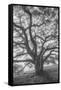 Wild Oak Tree in Black and White Portait, Petaluma, California-null-Framed Stretched Canvas