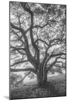 Wild Oak Tree in Black and White Portait, Petaluma, California-null-Mounted Photographic Print