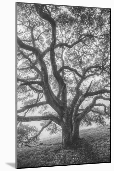 Wild Oak Tree in Black and White Portait, Petaluma, California-null-Mounted Photographic Print