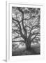 Wild Oak Tree in Black and White Portait, Petaluma, California-null-Framed Photographic Print