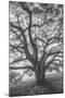 Wild Oak Tree in Black and White Portait, Petaluma, California-null-Mounted Photographic Print