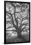 Wild Oak Tree in Black and White Portait, Petaluma, California-null-Framed Photographic Print