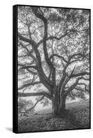 Wild Oak Tree in Black and White Portait, Petaluma, California-null-Framed Stretched Canvas
