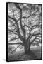 Wild Oak Tree in Black and White Portait, Petaluma, California-null-Framed Stretched Canvas