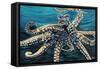 Wild Octopus II-Carolee Vitaletti-Framed Stretched Canvas