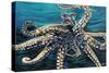 Wild Octopus II-Carolee Vitaletti-Stretched Canvas