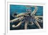 Wild Octopus II-Carolee Vitaletti-Framed Art Print