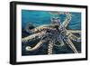 Wild Octopus II-Carolee Vitaletti-Framed Art Print