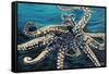 Wild Octopus II-Carolee Vitaletti-Framed Stretched Canvas