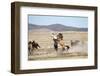 Wild Onaqui stallions fighting for dominance, USA-Kristel Richard-Framed Photographic Print