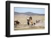 Wild Onaqui stallions fighting for dominance, USA-Kristel Richard-Framed Photographic Print