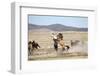 Wild Onaqui stallions fighting for dominance, USA-Kristel Richard-Framed Photographic Print