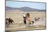 Wild Onaqui stallions fighting for dominance, USA-Kristel Richard-Mounted Photographic Print