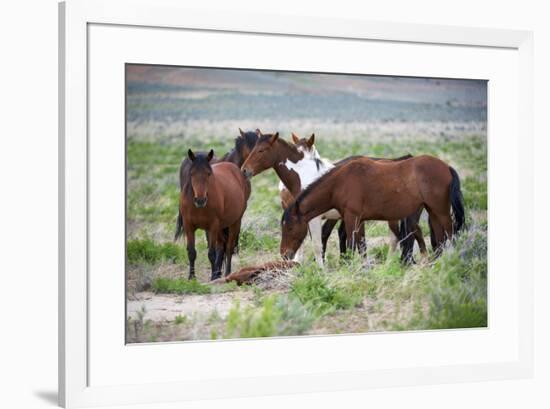 Wild or feral horses populate large areas of the Great American Desert in states such as Nevada and-Richard Wright-Framed Photographic Print