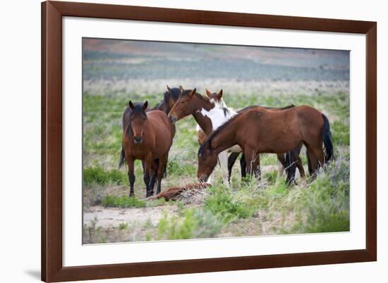 Wild or feral horses populate large areas of the Great American Desert in states such as Nevada and-Richard Wright-Framed Photographic Print