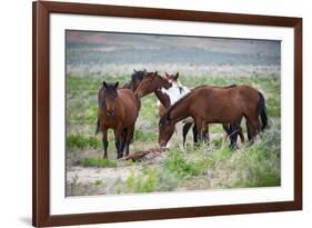 Wild or feral horses populate large areas of the Great American Desert in states such as Nevada and-Richard Wright-Framed Photographic Print