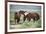 Wild or feral horses populate large areas of the Great American Desert in states such as Nevada and-Richard Wright-Framed Photographic Print