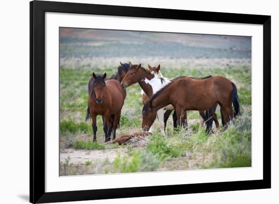 Wild or feral horses populate large areas of the Great American Desert in states such as Nevada and-Richard Wright-Framed Photographic Print