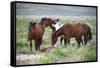 Wild or feral horses populate large areas of the Great American Desert in states such as Nevada and-Richard Wright-Framed Stretched Canvas