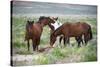 Wild or feral horses populate large areas of the Great American Desert in states such as Nevada and-Richard Wright-Stretched Canvas