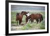 Wild or feral horses populate large areas of the Great American Desert in states such as Nevada and-Richard Wright-Framed Photographic Print