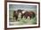 Wild or feral horses populate large areas of the Great American Desert in states such as Nevada and-Richard Wright-Framed Photographic Print