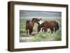 Wild or feral horses populate large areas of the Great American Desert in states such as Nevada and-Richard Wright-Framed Photographic Print