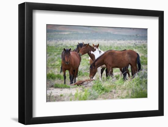 Wild or feral horses populate large areas of the Great American Desert in states such as Nevada and-Richard Wright-Framed Photographic Print