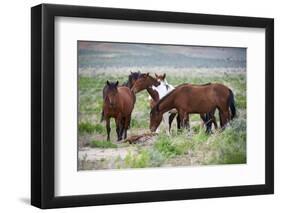 Wild or feral horses populate large areas of the Great American Desert in states such as Nevada and-Richard Wright-Framed Photographic Print