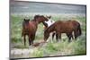 Wild or feral horses populate large areas of the Great American Desert in states such as Nevada and-Richard Wright-Mounted Photographic Print
