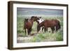 Wild or feral horses populate large areas of the Great American Desert in states such as Nevada and-Richard Wright-Framed Photographic Print