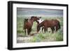 Wild or feral horses populate large areas of the Great American Desert in states such as Nevada and-Richard Wright-Framed Photographic Print