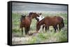 Wild or feral horses populate large areas of the Great American Desert in states such as Nevada and-Richard Wright-Framed Stretched Canvas