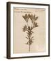 Wild Orange Lily-H^ T^ Shores-Framed Giclee Print