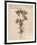 Wild Orange Lily-H^ T^ Shores-Framed Giclee Print