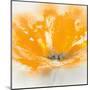 Wild Orange Sherbet II-J^P^ Prior-Mounted Art Print