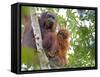 Wild Orangutans in Arboral Settings in Rainforest Near Sepilok, Borneo-Mark Hannaford-Framed Stretched Canvas